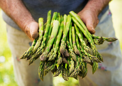 Spargel
